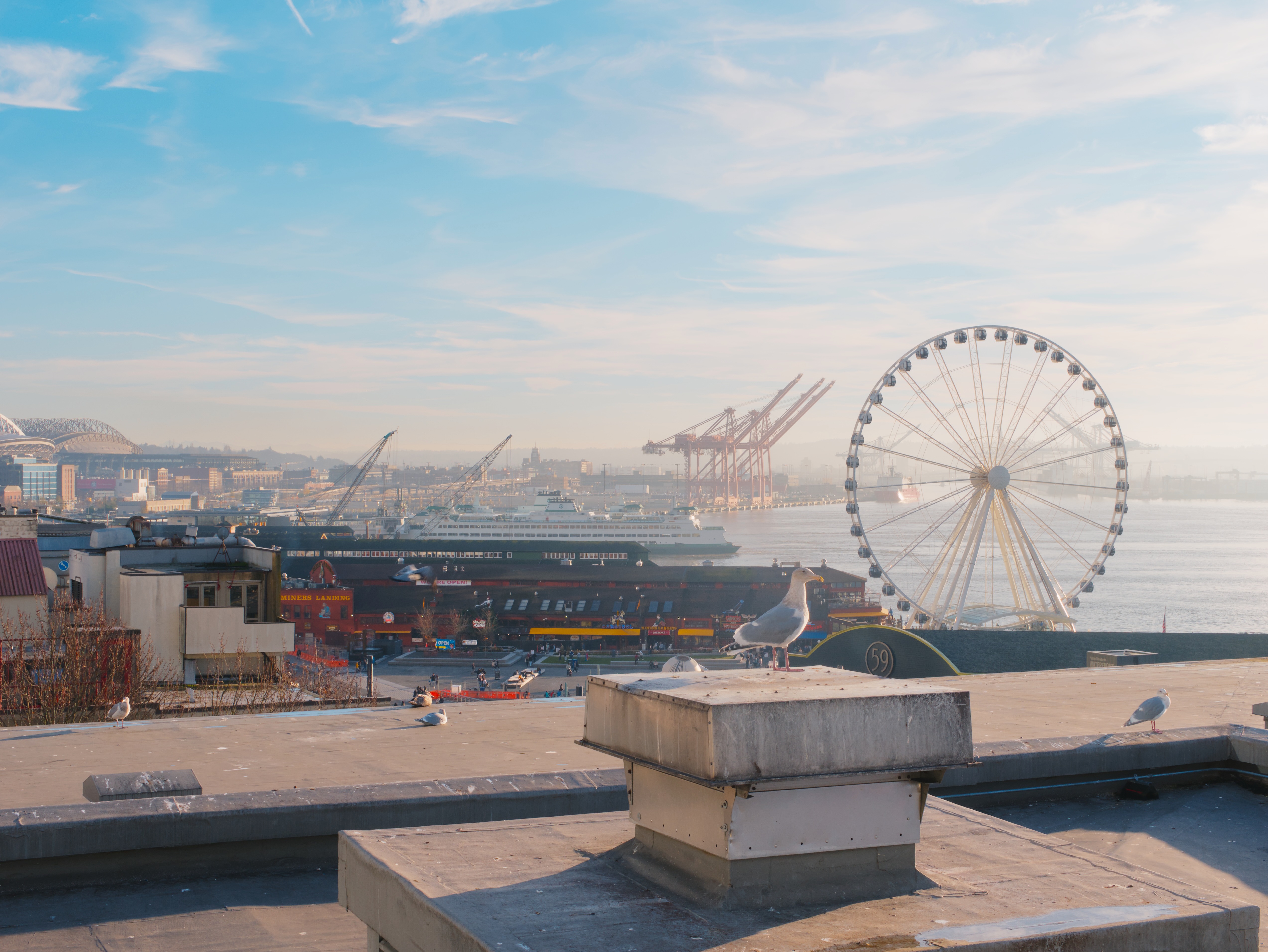 A seagull perches on a rooftop overlooking Seattle's waterfront with the Great Wheel and Puget Sound in the background.